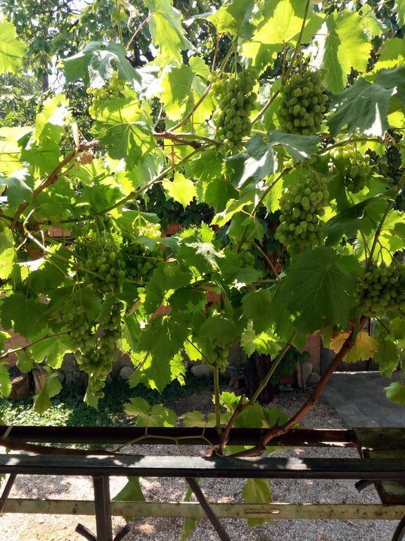 Green House Kachretʼi Exterior foto
