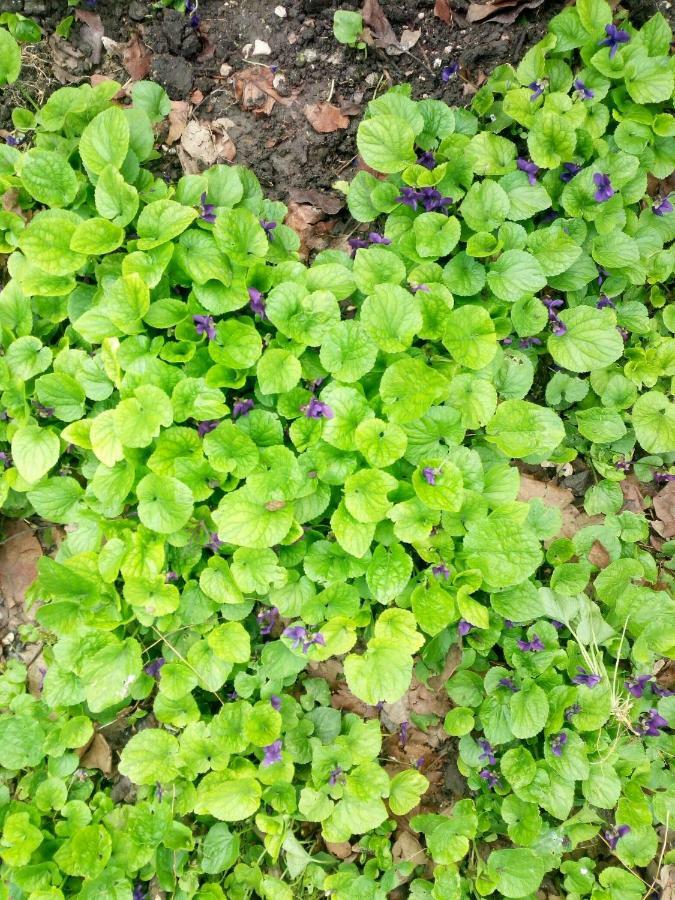 Green House Kachretʼi Exterior foto